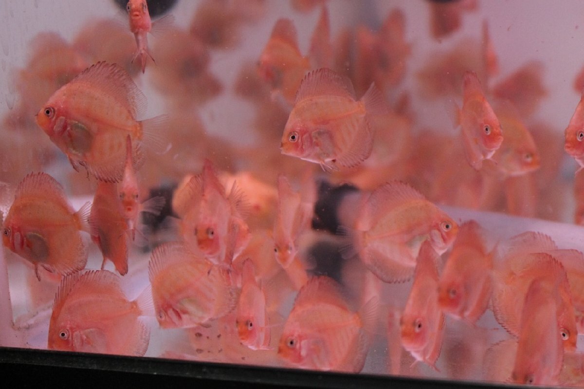Yahoo!オークション -ディスカス(淡水魚)の落札相場・落札価格