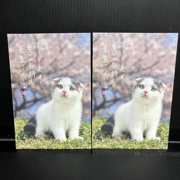 ★未使用★ホールマーク 猫 春 桜 ポストカード 2枚