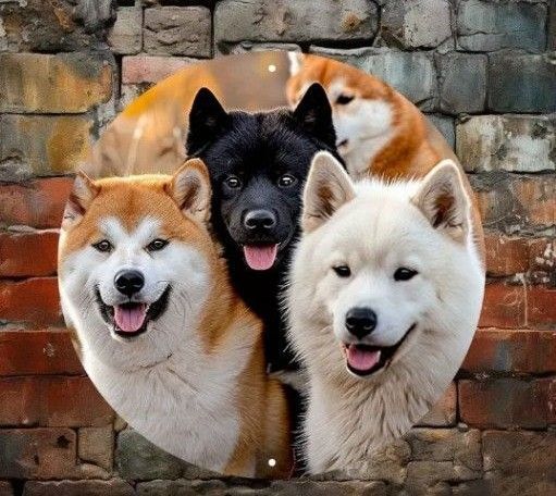 金属看板 秋田犬 三兄弟 プレート 飾り 置物 プリント絵 部屋飾り 犬