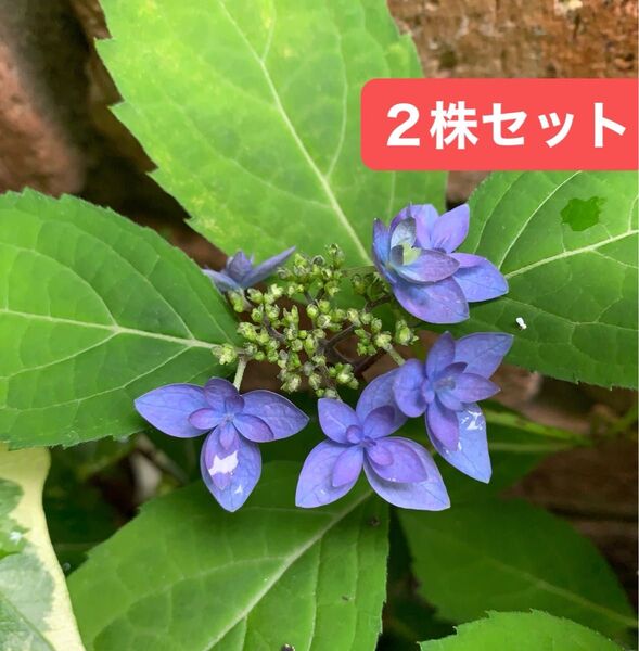 【山アジサイ】ヤマアジサイ あじさい 八重咲 小苗2株 セット 越冬苗 抜き苗 育てるアジサイの苗