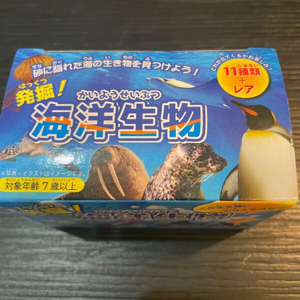 発掘!海洋生物 〜砂に隠れた海の生き物を見つけよう〜
