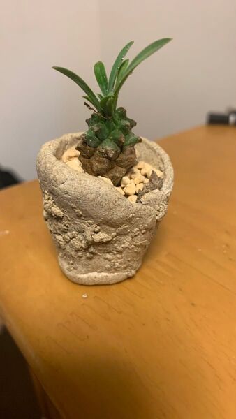 峨眉山 鉢 発根済み ユーフォルビア 塊根植物 多肉植物 モンスト 鉄甲丸