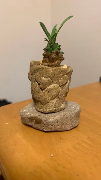 峨眉山 発根済み 鉢