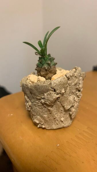 峨眉山 鉢 発根済み ユーフォルビア 鉄甲丸 オベ鉄 夏型多肉植物 グラキリス 塊根植物