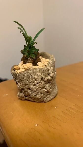 峨眉山発根済み鉢 多肉植物 塊根植物 特選 ケラリア グラキリス 抜き苗 gatbergensis ピグマエア ユーフォルビア