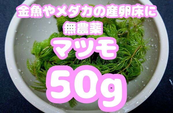 メダカの産卵床や金魚の餌に!マツモ(水草)約50g