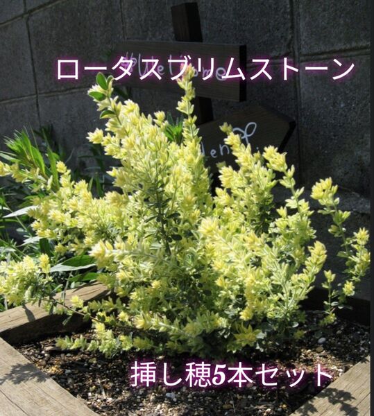 新芽が綺麗♪大人気ロータスプリムストーンの挿し穂5本セット+おまけ 挿し木 苗
