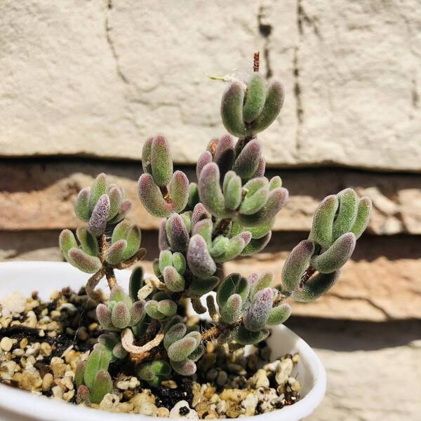 ドロサンテマム 紅葉 発根済み 大苗 多肉植物