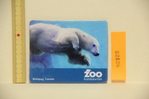 Assiniboine Park Zoo 泳ぐ 白くま マグネット 検索 動物園 アッシナボイン パーク CANADA カナダ 磁石 観光 グッズ お土産 
