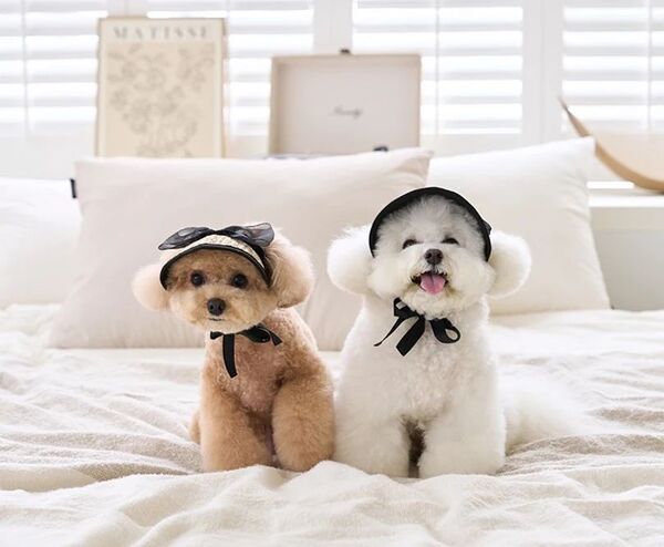 Mサイズ 犬 帽子 サンバイザー キャップ 撮影会 可愛い ドレスアップ アクセサリー 麦わら 小型犬 ブラック リボン AB0017