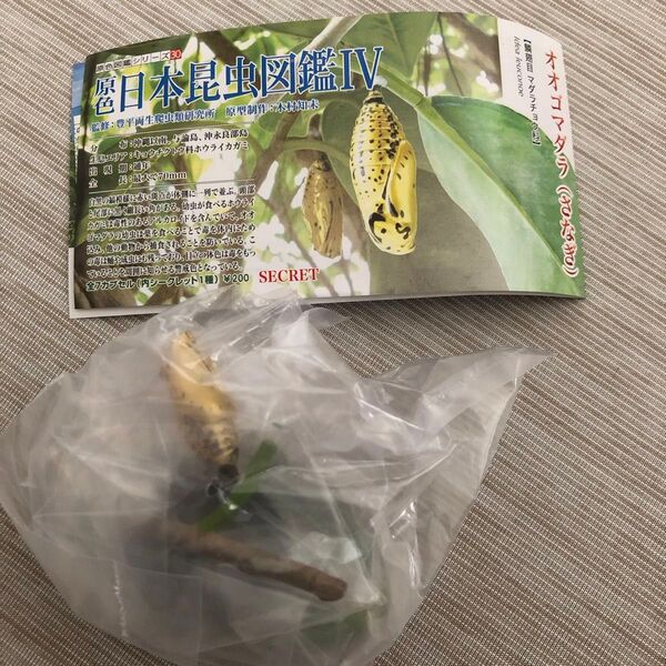 原色日本昆虫図鑑