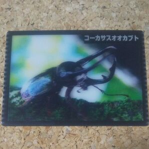 コーカサスオオカブト 3dカード クリアカード