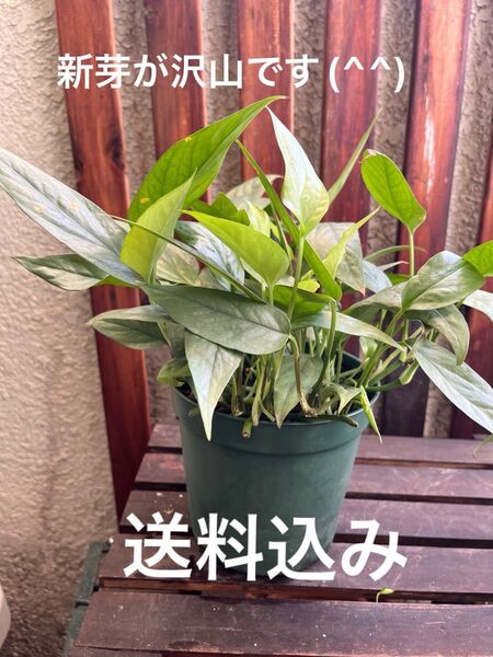 ボリュームあります(^^)エピプレナム ビナツセブブルー