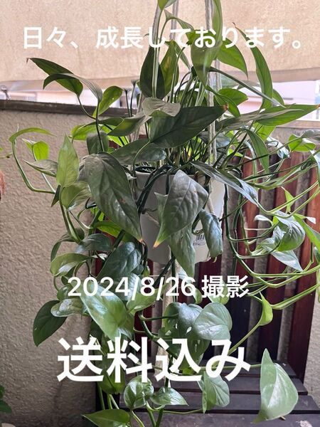 ボリュームあります(^^)エピプレナム ビナツム セブブルー マクラメ吊り鉢付き