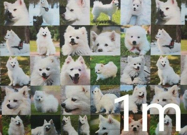 【ゆきちゃん限定】X068-3 日本スピッツ 犬 リアル パネル柄 布 1m
