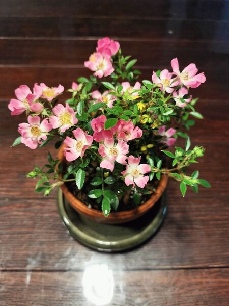 野薔薇