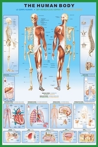 #[ The hyu- man body / human body anatomy map ]. poster #