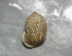 .. specimen Cerion geophilus 28mm.Cuba