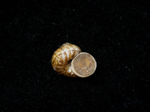 貝の標本 Cyclophorus formosaensis 20mm.w/o. 台湾_画像2
