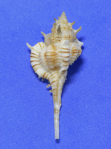 .. specimen Vokesimurex dolichorus 58.8mm.