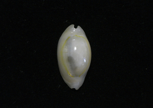 .. specimen Cypraea annulus 19mm