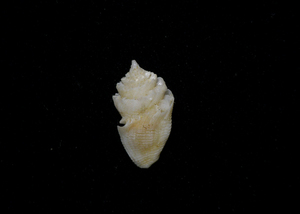 .. specimen Conopleura striata 15.5mm.