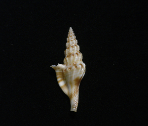 .. specimen Glyphostoma atohimeae 28mm.