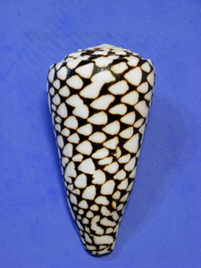 貝の標本 Conus marmoreus 104.9mm.w/o.