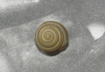 貝の標本 Camaena succinct ambytropis Plisbry.1901 17mm.台湾_画像1