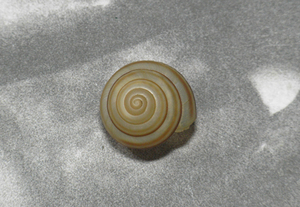 貝の標本 Camaena succinct ambytropis Plisbry.1901 17mm.台湾