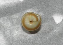 貝の標本 Camaena succinct ambytropis Plisbry.1901 17mm.台湾_画像2