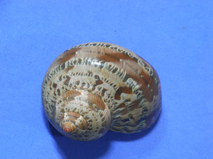 .. specimen Turbo petholatus 56.8mm.w/o