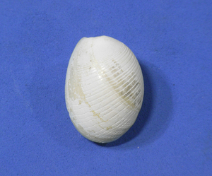 貝の標本 Sabatia pustulosa 28mm. 台湾