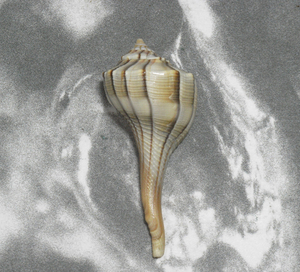 貝の標本 Busycon contrarium 60.3mm.w/o.small 