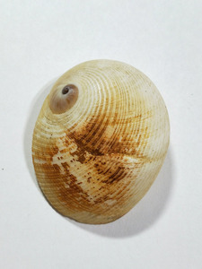 貝の標本 Sinum javanicum 39.7mm. 台湾