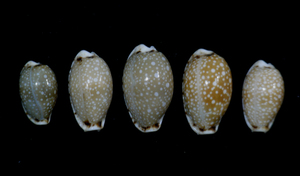 .. specimen Cypraea labrolineata set 5