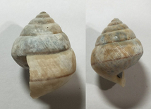 貝の標本 Cpniglobus sphaeroconus 28.5mm.少 台湾_画像2