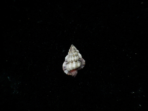 貝の標本 Gyrineum pusillum 14.5mm.f+++