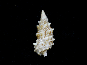 .. specimen Cerithium echinatum 44.5mm.