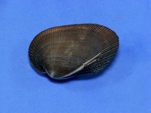 .. specimen Barbatia amyadalumtosum 41.5mm