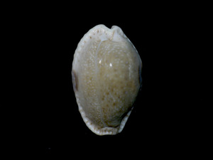 貝の標本 Cypraea erosa 35mm.. 台湾