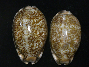 貝の標本 Cypraea arabica 51.5mm&54.5mm. 台湾
