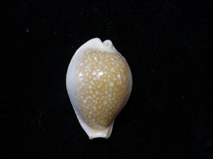 貝の標本 Cypraea milliaris 33.2mm. 台湾