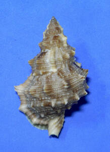貝の標本 Bursa fosteri 59.5mm