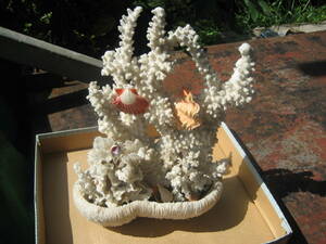 ** natural .. saltwater fish decoration coral **