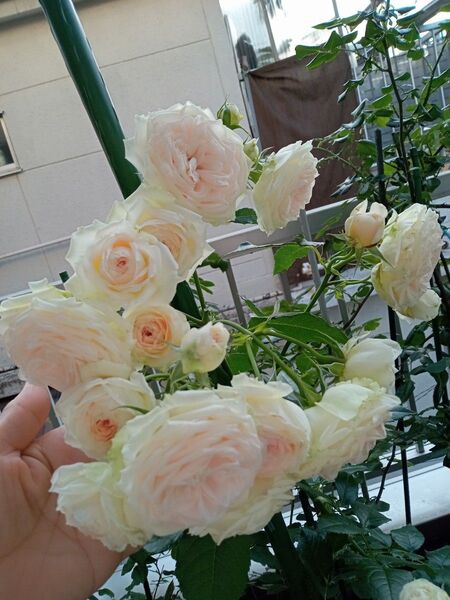 美しいバラ苗 花持ちいいバラ 四季咲き