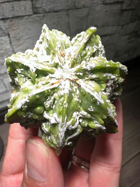 核桃鸞鳳玉