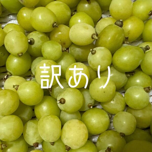 《訳あり》岡山県産シャインマスカット
