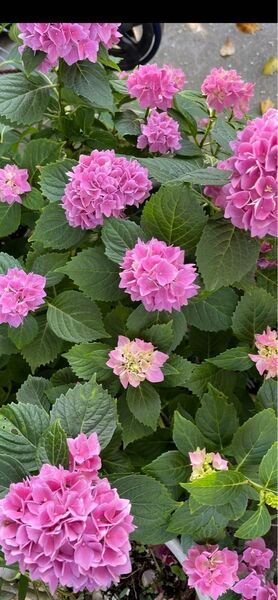 人気紫陽花 開花終了 5号鉢苗