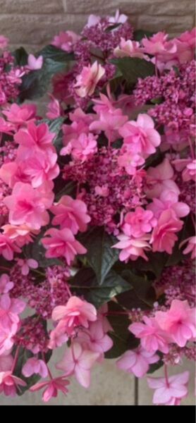 希少紫陽花苗